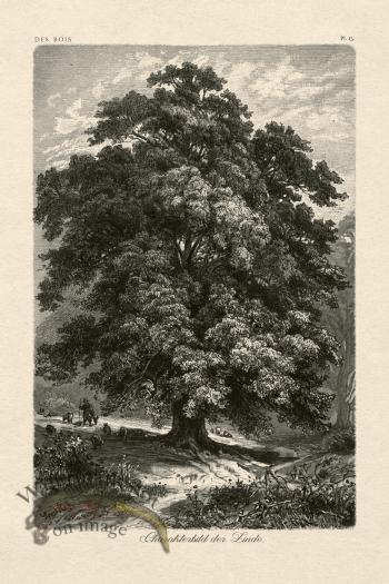 Hoefer Tree 15